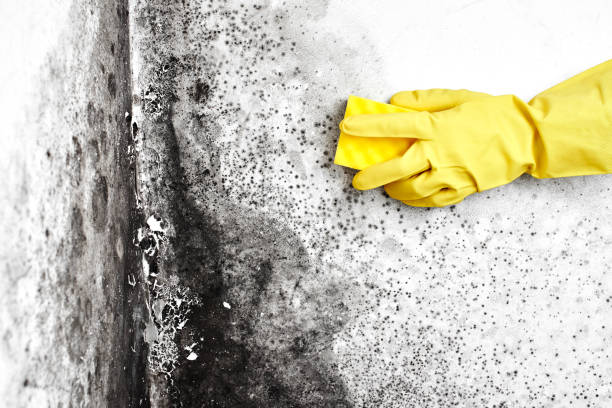 Best Mold Removal for HVAC Installations  in Balmville, NY
