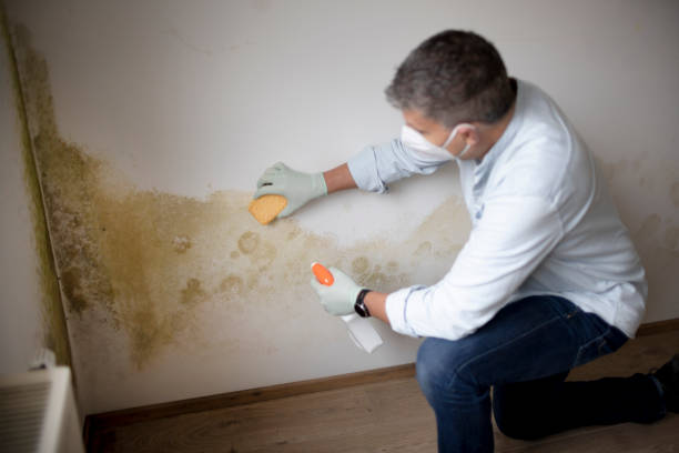 Best Comprehensive Air Testing for Mold Contaminants  in Balmville, NY