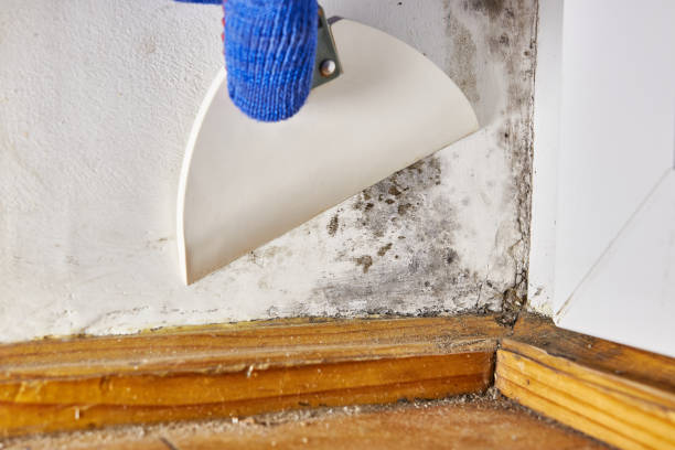 Best Mold Remediation for Vacation Homes  in Balmville, NY